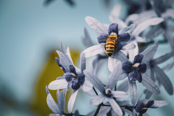 bee on flower