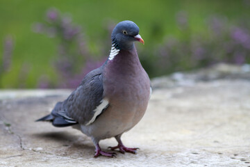 wood pigeon, European migratory big bird, standing on marble table