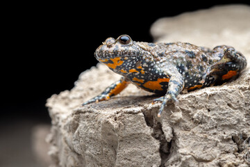 Bombina bombina x variegata - Hessen, Germany