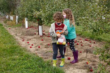 Siblings picking apples on a fall day in an orchard in Illinois