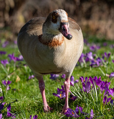 Egyptian goose roaming amongst purple crocuses in spring. Photographed near the lake in Regent's Park. London UK.