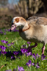 Egyptian goose roaming amongst purple crocuses in spring. Photographed near the lake in Regent's Park. London UK.