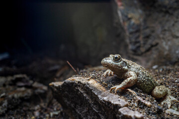 Midwife Toad (Alytes obstetricans) - Rheinland Pfalz, Germany