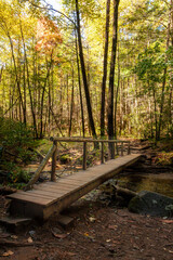 autumn in the forest