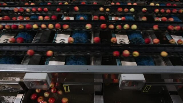 Organic ripe apples in an automatic sorting and production process in an industrial food factory machine. Concept of fruits, technology, industry, commerce, harvest, agriculture.