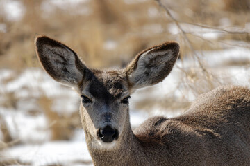 An adorable deer at Rocky Mountain Arsenal National Wildlife Refuge, Colorado.