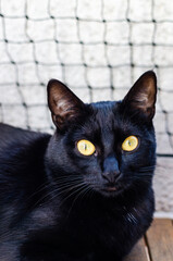 Portrait of a black cat with yellow eyes, copy space