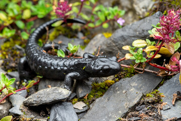 Alpine Salamander (Salamandra atra) - Switzerland