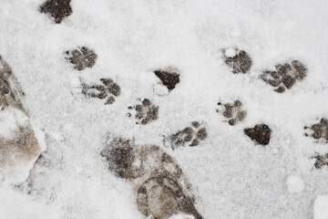 Different footprints in the snow, winter outside, imprint 