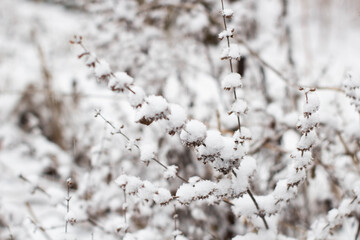 A plant under the snow on the street 