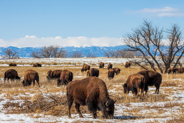 Buffalo herd at Rocky Mountain Arsenal National Wildlife Refuge, Colorado. - obrazy, fototapety, plakaty
