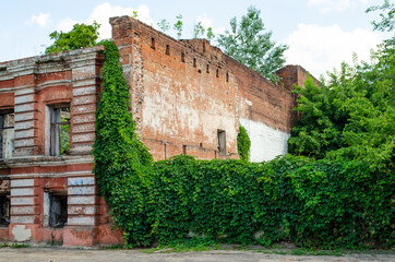 Overgrown Brick Wall and Leaves for Backgrounds. Brick Wall and Ivy. Green plant overgrown on old...
