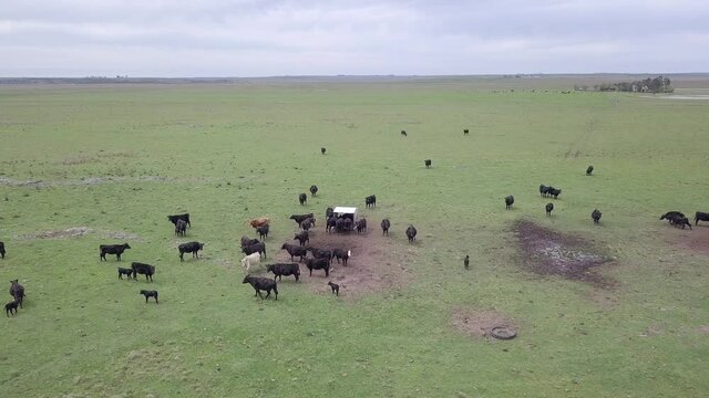 Beautiful drone aerial view of cattle and horses grazing on green Pampas pasture meadow field in livestock farm on sunny day. Bage.Concept of agriculture, environment, industry, co2, carbon footprint.