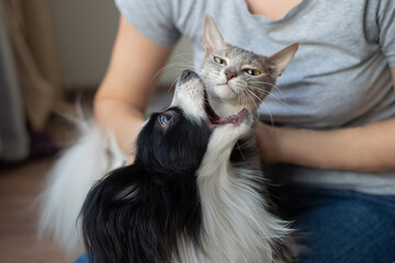 A dog and a cat are fighting in the hands of a young female owner. Papillon and Brush Sphinx are...