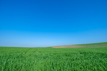 green sown field with sky