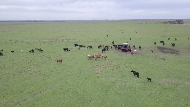 Beautiful drone aerial view of cattle and horses grazing on green Pampas pasture meadow field in livestock farm on sunny day. Bage.Concept of agriculture, environment, industry, co2, carbon footprint.