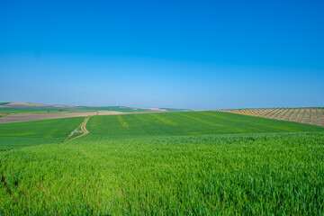 green sown field with sky