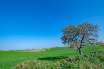 Fototapeta na wymiar green sown field with sky