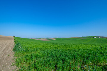 green sown field with sky