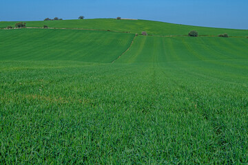 Obraz premium green sown field with sky