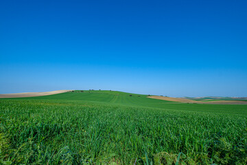 green sown field with sky