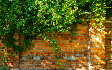 Overgrown Brick Wall and Leaves for Backgrounds. Brick Wall and Ivy. Green plant overgrown on old...