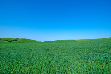 Obraz premium green sown field with sky