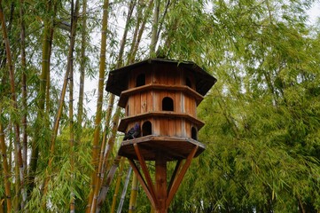 A gray pigeon at the entrance of birdhouse in the park