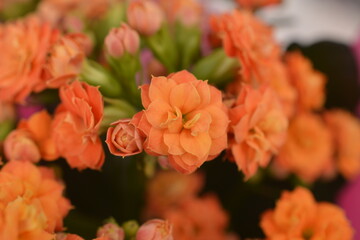 Kalanchoe blossfeldiana. Kalanchoe plant with orange flowers.