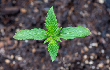 cannabis leaf - 419207284