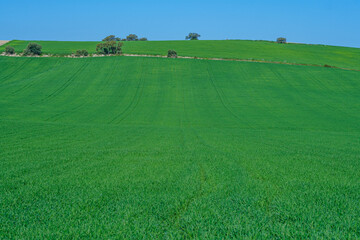 green sown field with sky