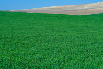 green sown field with sky