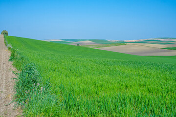 green sown field with sky