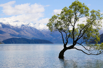Wanaka Tree 3