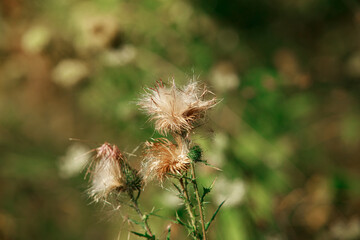 Dried wildflower bud, background blurred