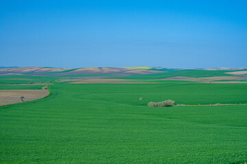 Fototapeta na wymiar green sown field with sky