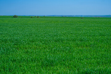 green sown field with sky