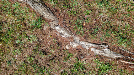 root