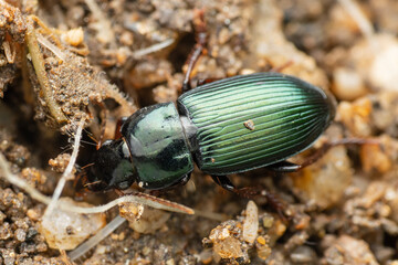 Poecilus beetle common in jarden