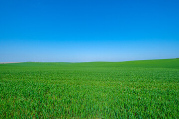 green sown field with sky