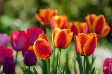 Amazing garden field with tulips of various bright rainbow color petals, beautiful bouquet of colors in sunlight daylight
