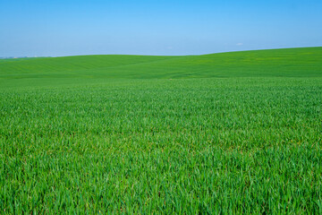 green sown field with sky