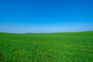 green sown field with sky