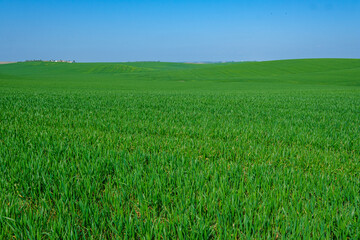 Obraz premium green sown field with sky