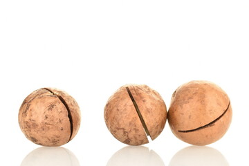 Three whole unpeeled macadamia nuts, close-up, isolated on white.