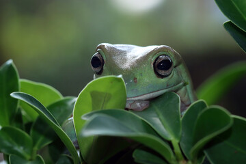 Australian white tree frog on leaves