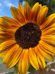 bright sunflower