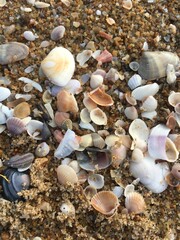 Fototapeta premium shells on the beach