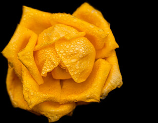 Beautiful yellow rose close up with water drops on black background 