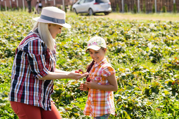 Beautiful young caucasian mother with her daughter pick strawberries in the field